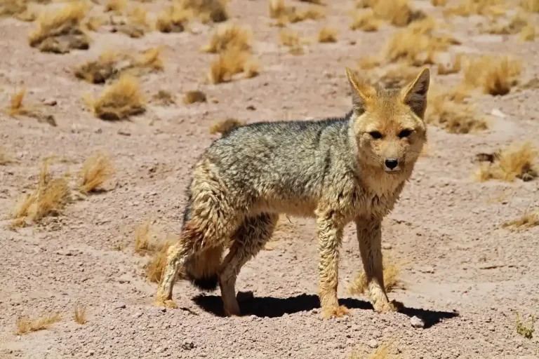 Animales del Desierto