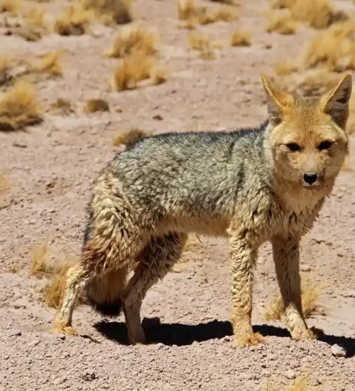 Animales del Desierto